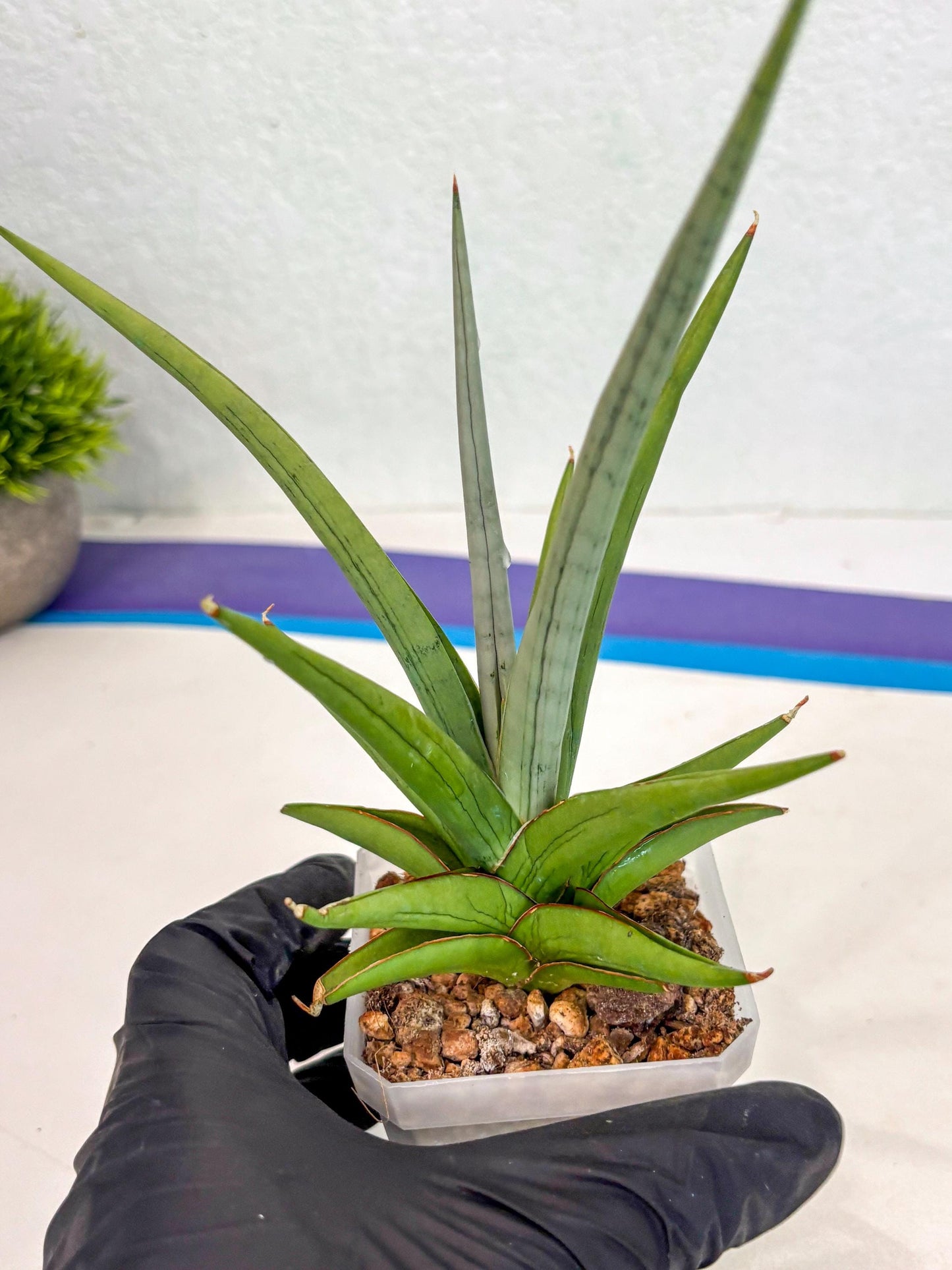Sansevieria Kasih (ca2) (10) | Rare Snake Plant