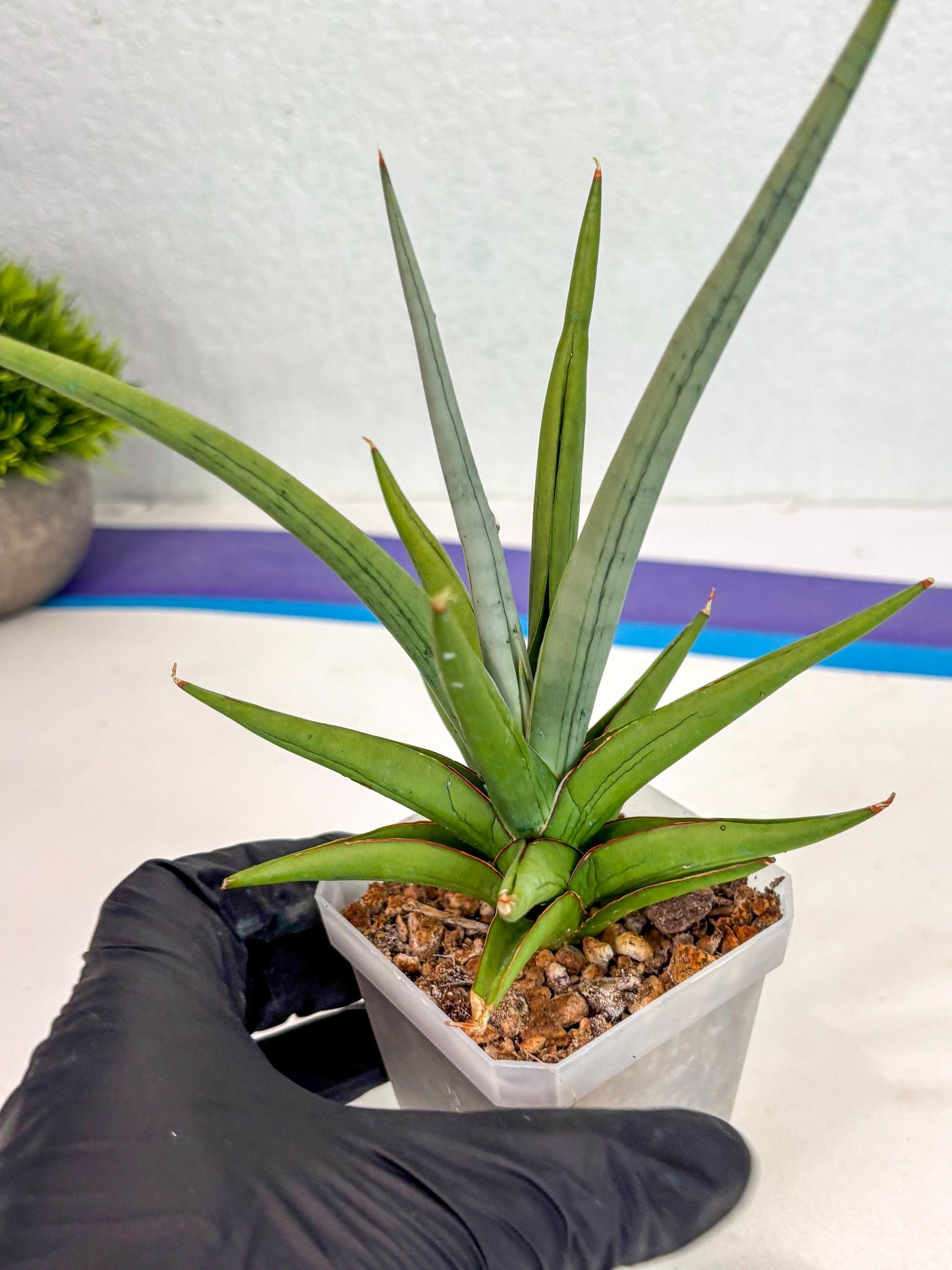 Sansevieria Kasih (ca2) (10) | Rare Snake Plant
