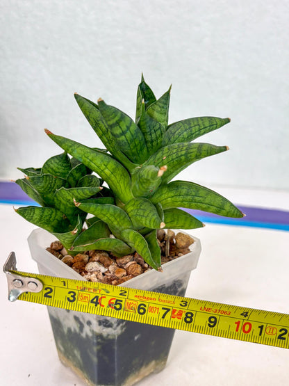 Sansevieria Enanansi (ca2) (11) | Imported House Plant