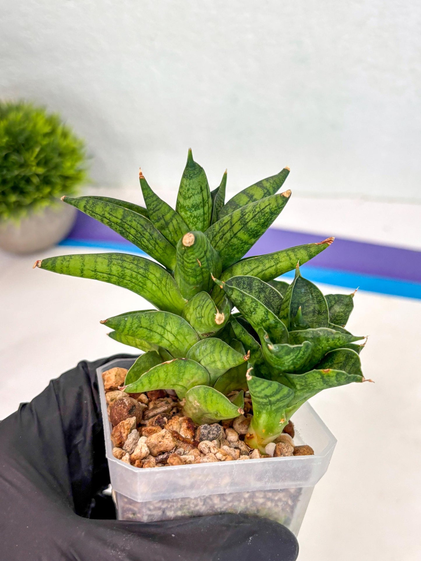 Sansevieria Enanansi (ca2) (11) | Imported House Plant