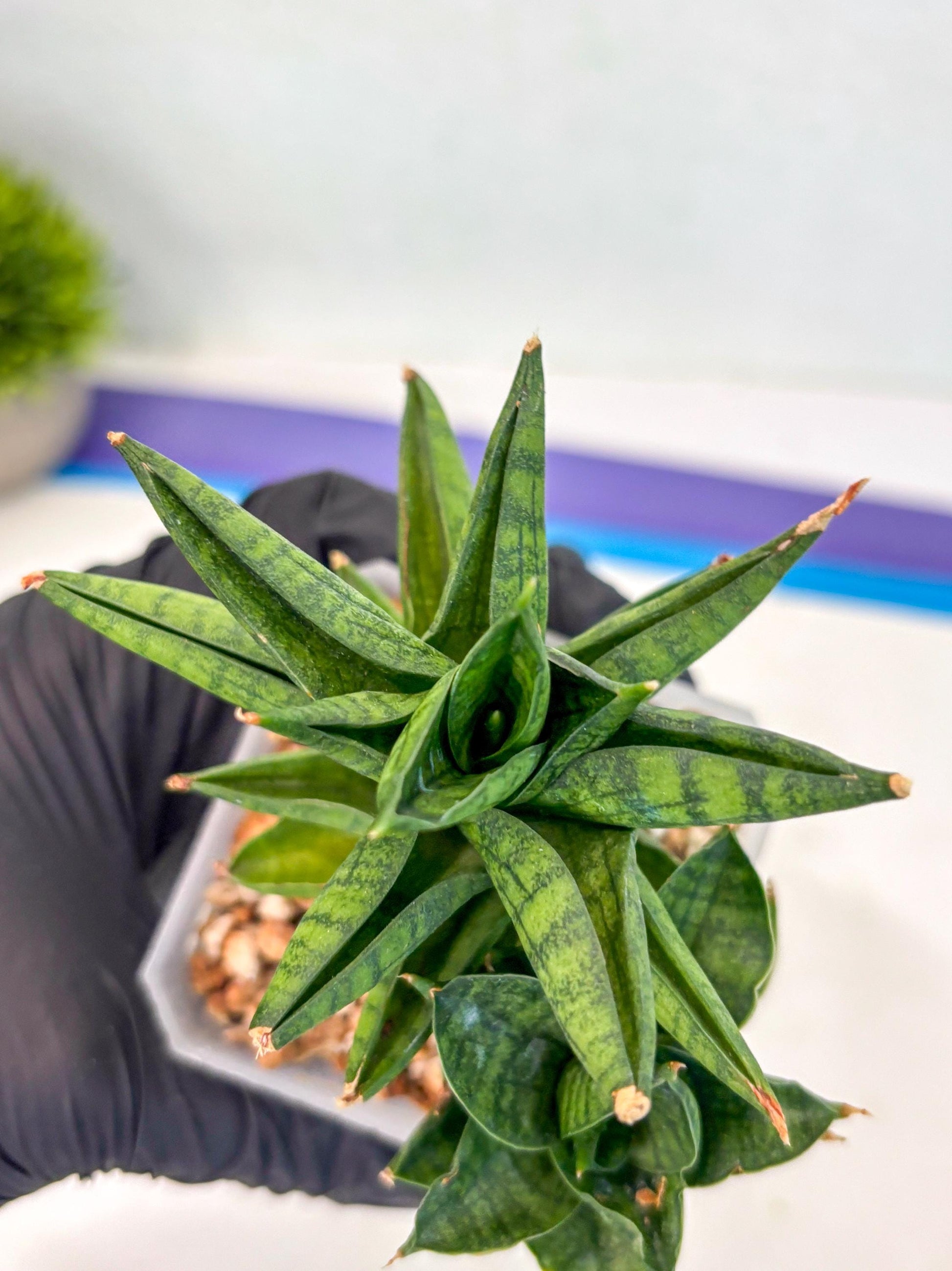 Sansevieria Enanansi (ca2) (11) | Imported House Plant