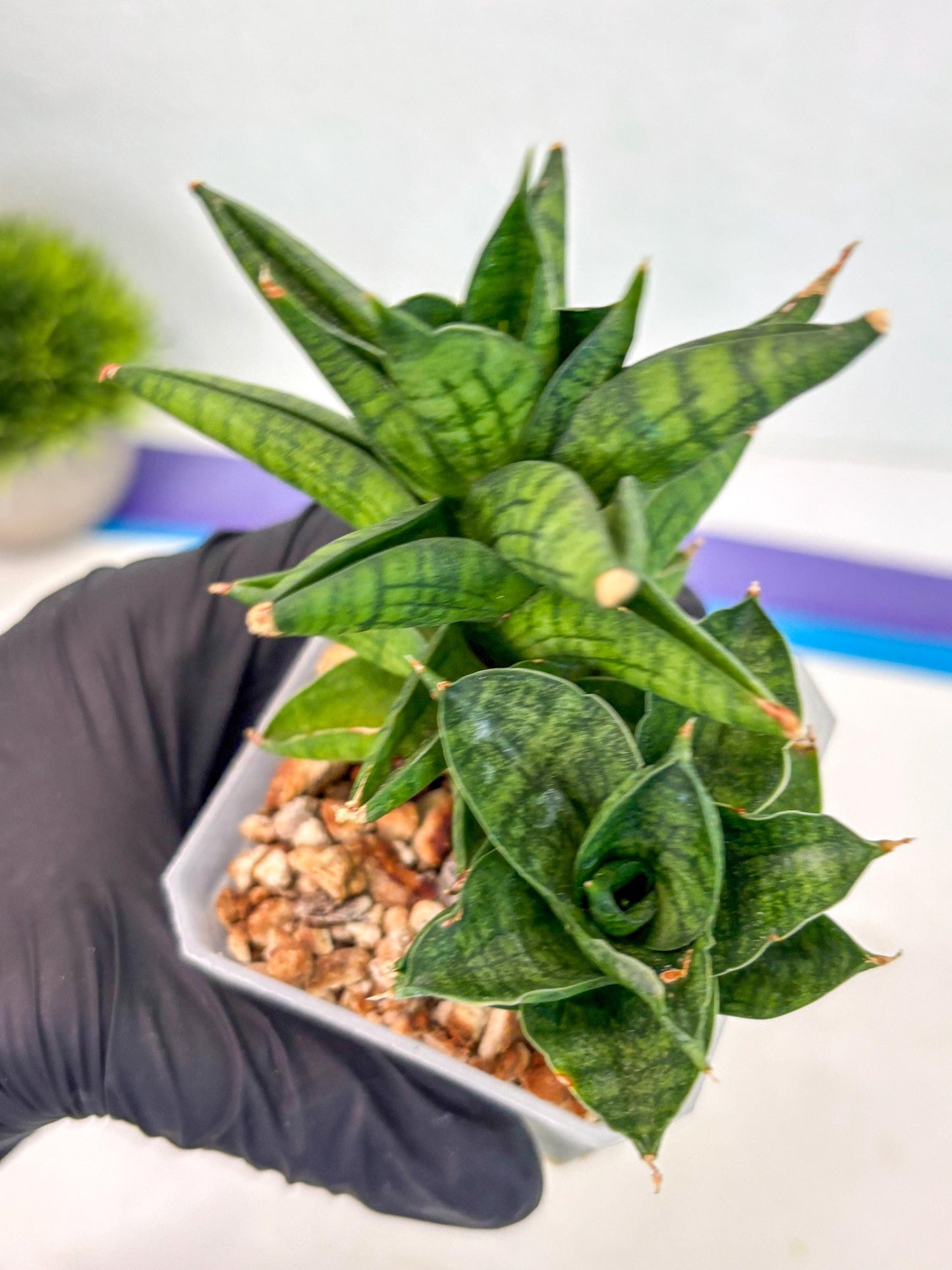 Sansevieria Enanansi (ca2) (11) | Imported House Plant
