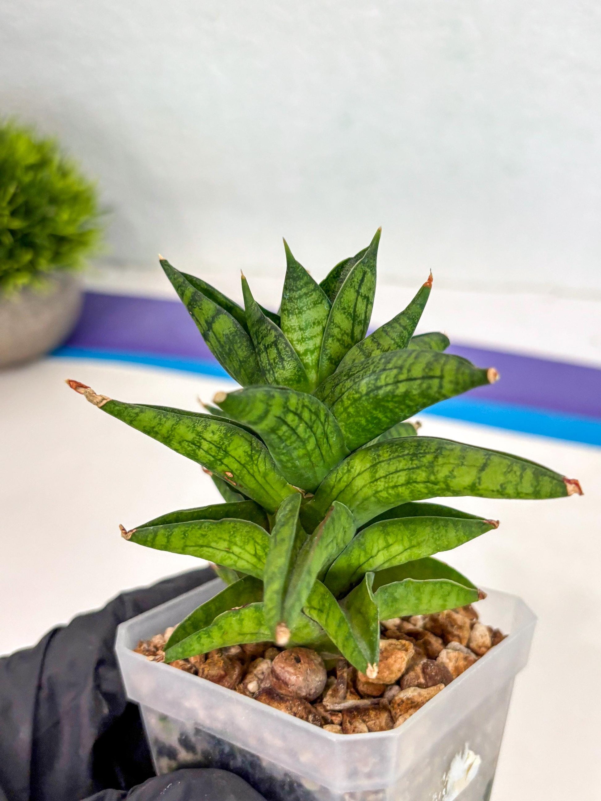 Sansevieria Enanansi (ca2) (11) | Imported House Plant