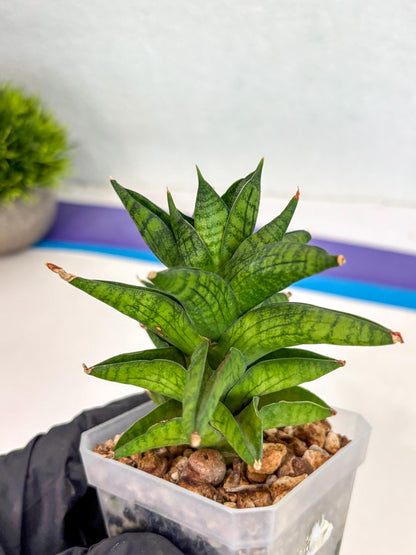 Sansevieria Enanansi (ca2) (11) | Imported House Plant