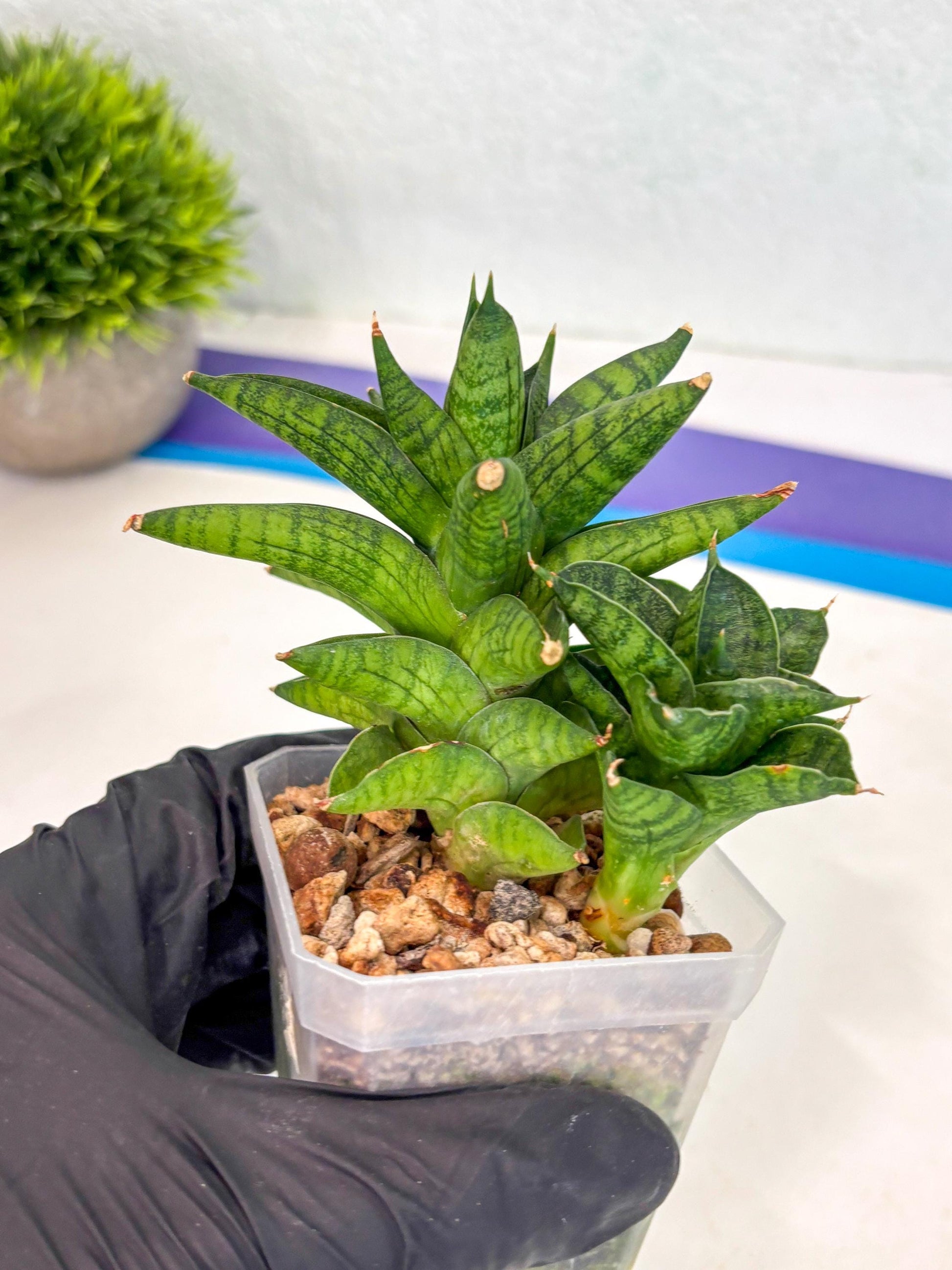 Sansevieria Enanansi (ca2) (11) | Imported House Plant