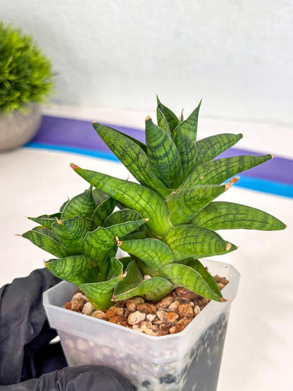 Sansevieria Enanansi (ca2) (11) | Imported House Plant