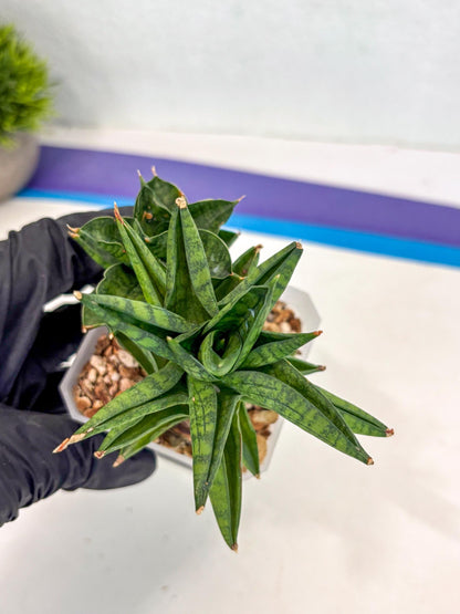 Sansevieria Enanansi (ca2) (11) | Imported House Plant