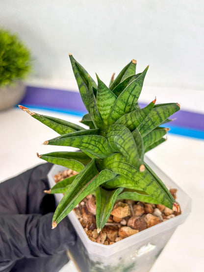 Sansevieria Enanansi (ca2) (11) | Imported House Plant