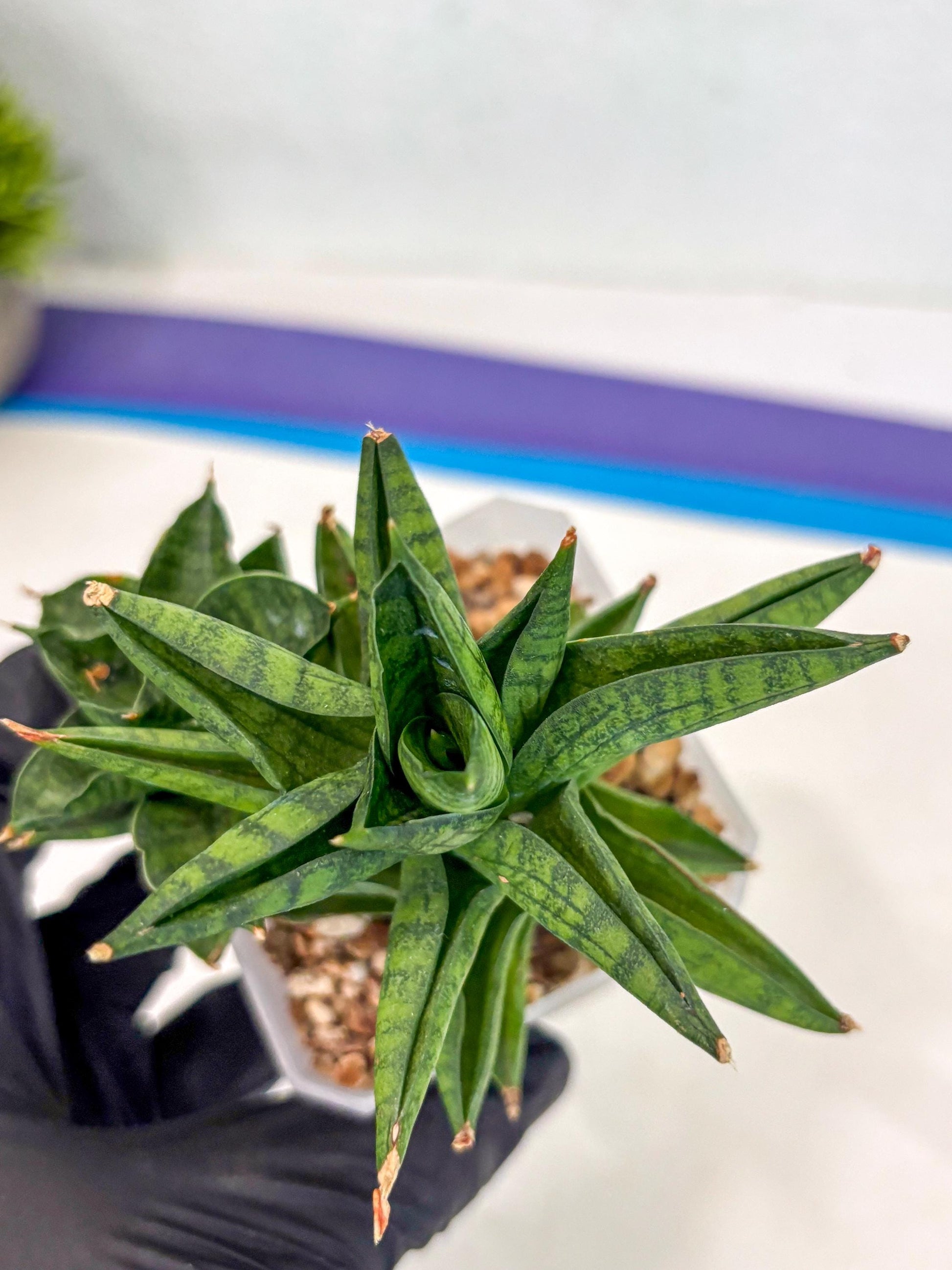 Sansevieria Enanansi (ca2) (11) | Imported House Plant