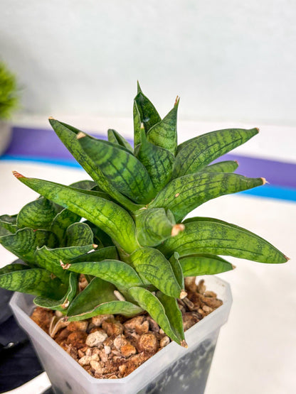Sansevieria Enanansi (ca2) (11) | Imported House Plant