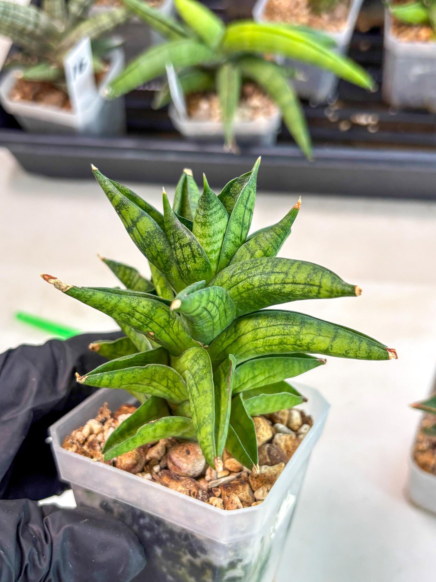 Sansevieria Enanansi (ca2) (11) | Imported House Plant
