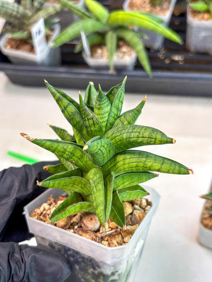 Sansevieria Enanansi (ca2) (11) | Imported House Plant