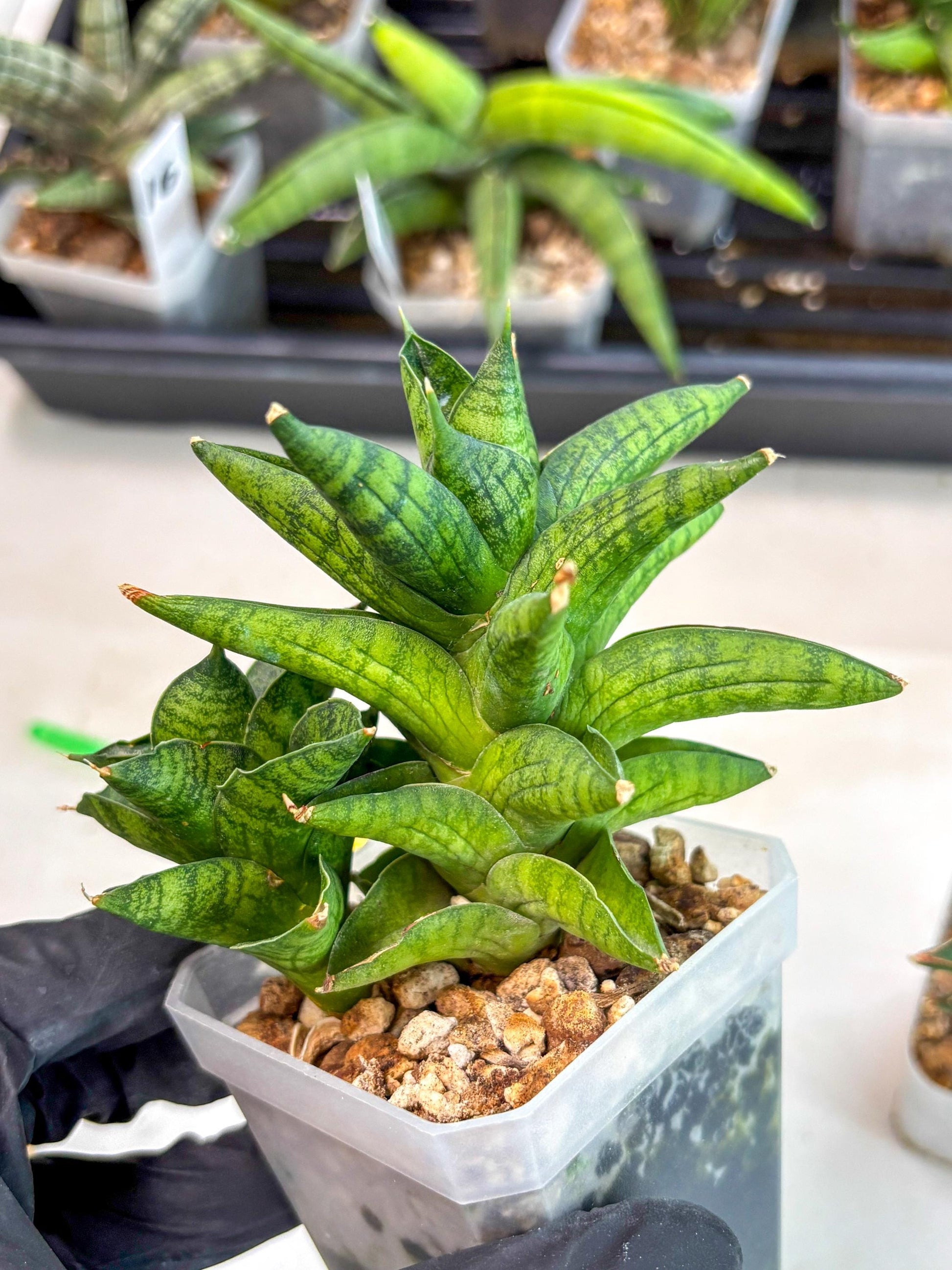 Sansevieria Enanansi (ca2) (11) | Imported House Plant