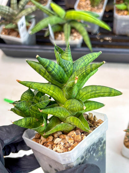 Sansevieria Enanansi (ca2) (11) | Imported House Plant