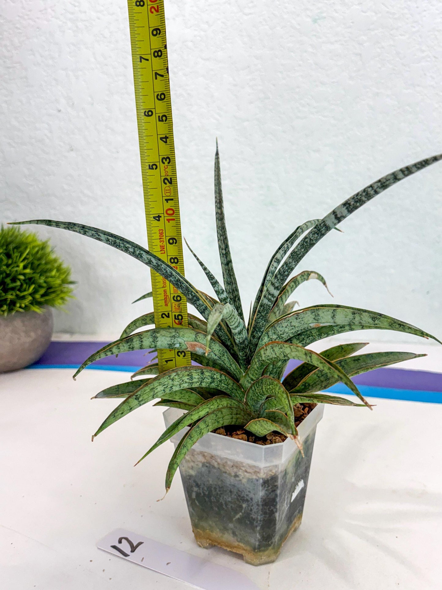 Sansevieria Be Bright (ca2) (12) | Imported House Plant