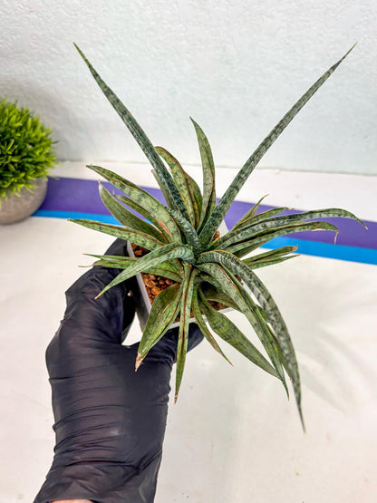 Sansevieria Be Bright (ca2) (12) | Imported House Plant