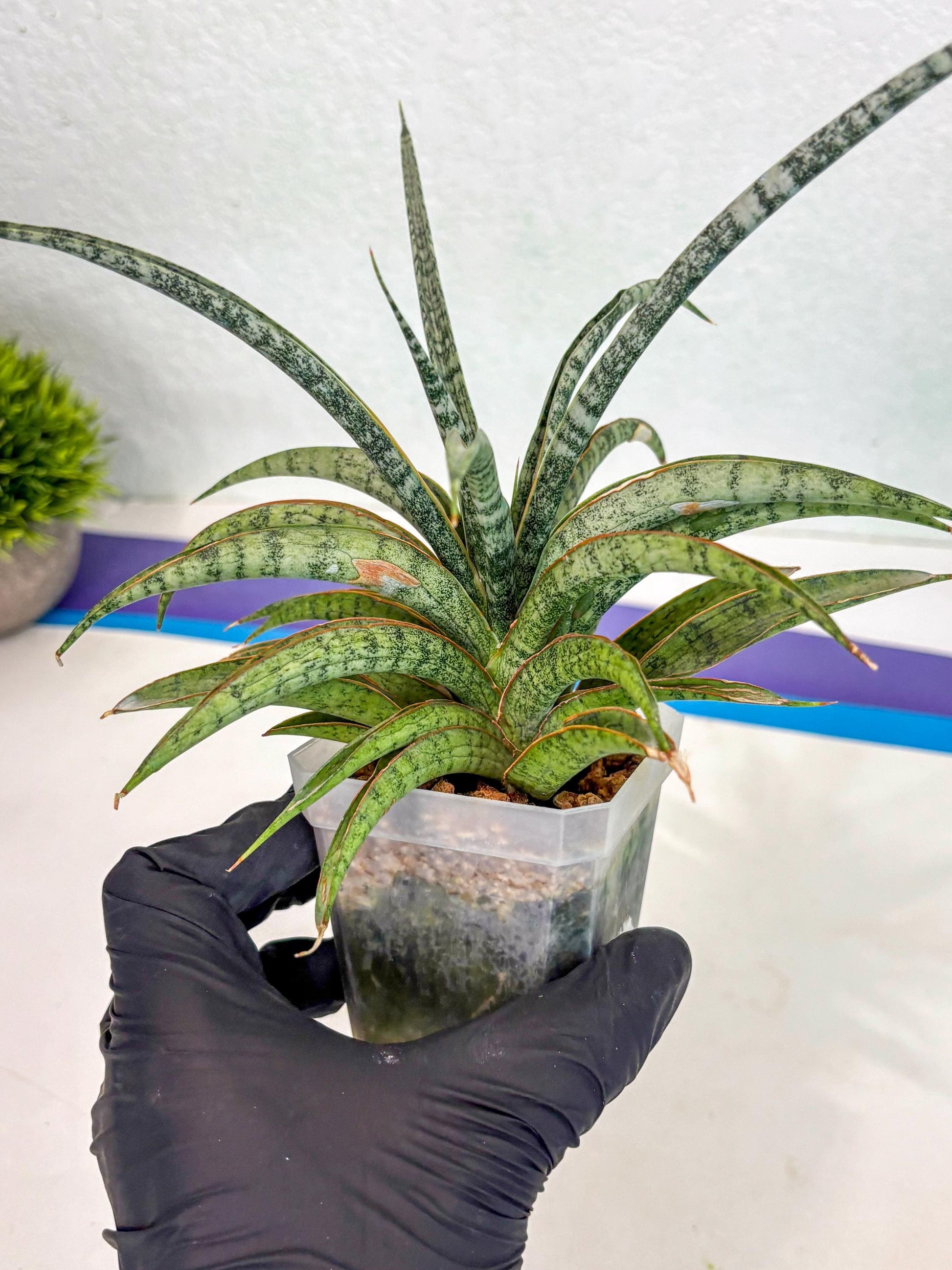 Sansevieria Be Bright (ca2) (12) | Imported House Plant