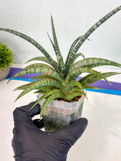 Sansevieria Be Bright (ca2) (12) | Imported House Plant