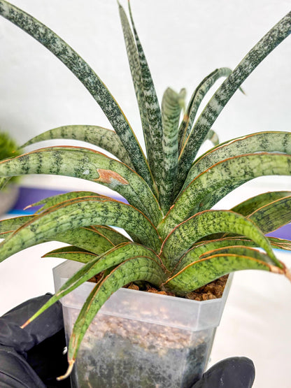 Sansevieria Be Bright (ca2) (12) | Imported House Plant