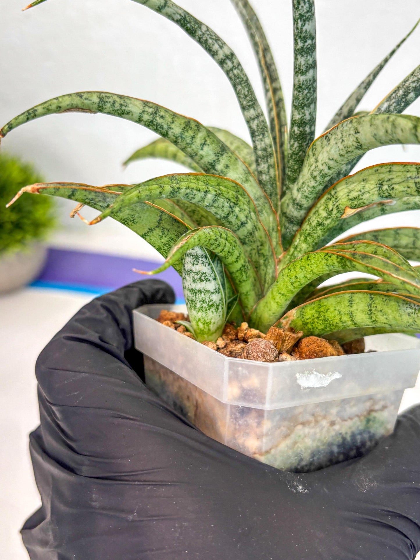 Sansevieria Be Bright (ca2) (12) | Imported House Plant