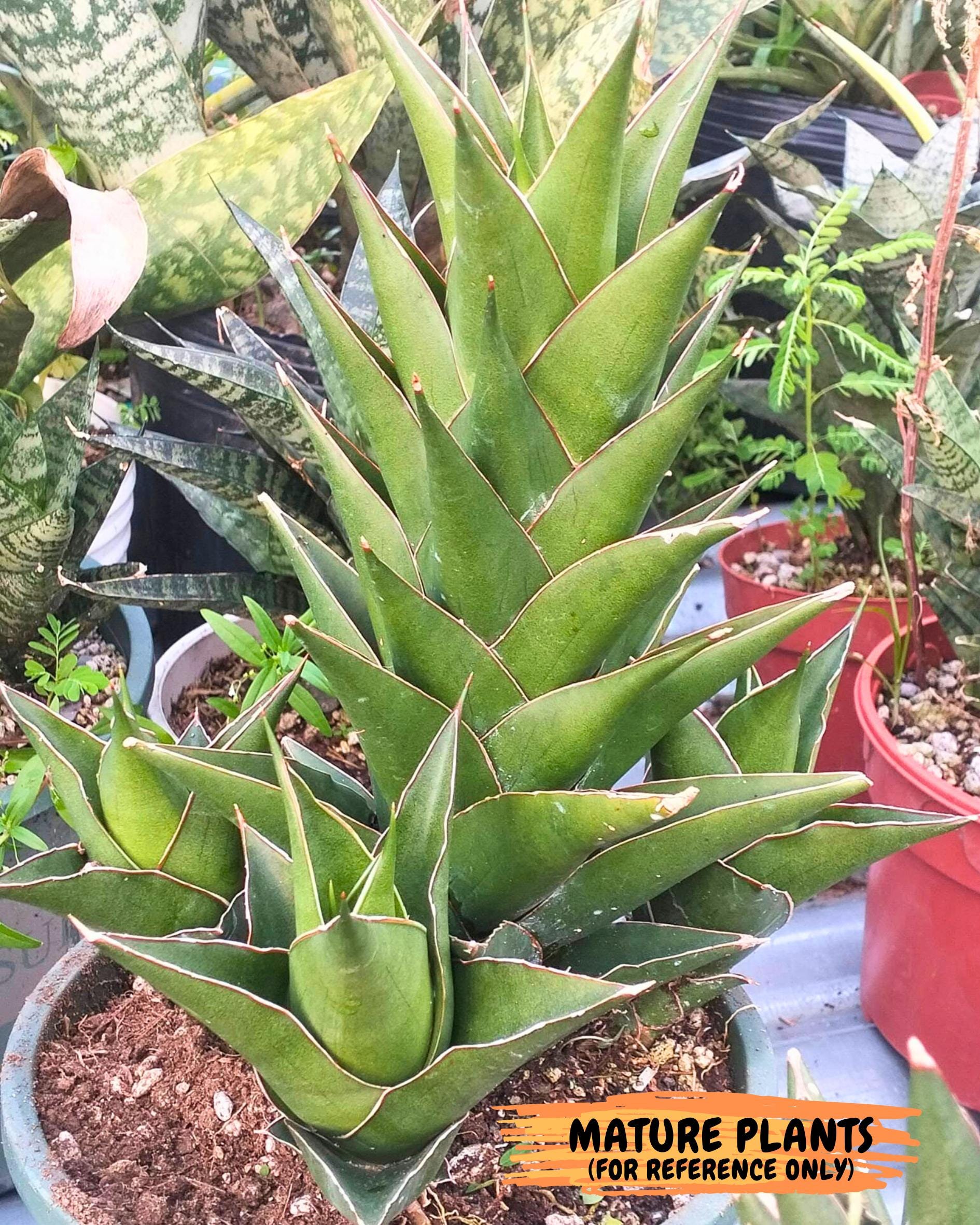 Sansevieria Tower Blue (ca1) (r) | Hybrid