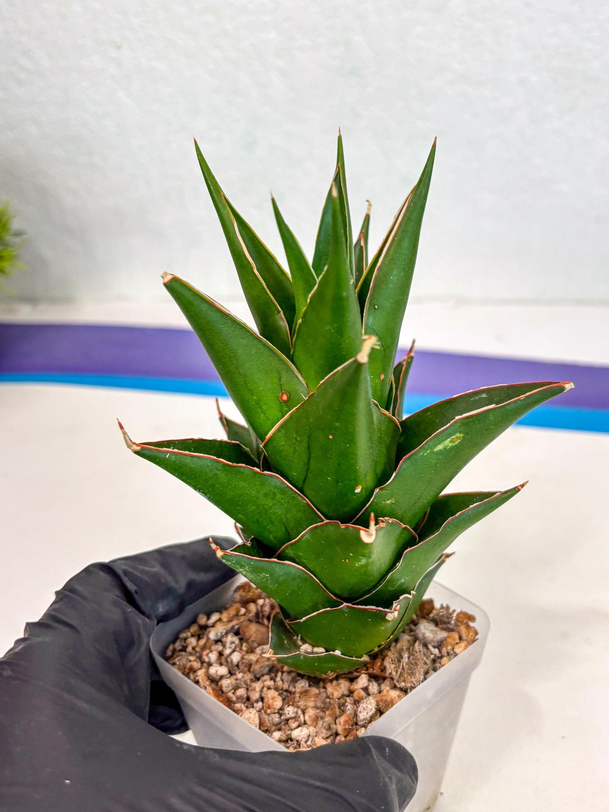 Sansevieria Tower Blue (ca2) (12) | Rare Plant