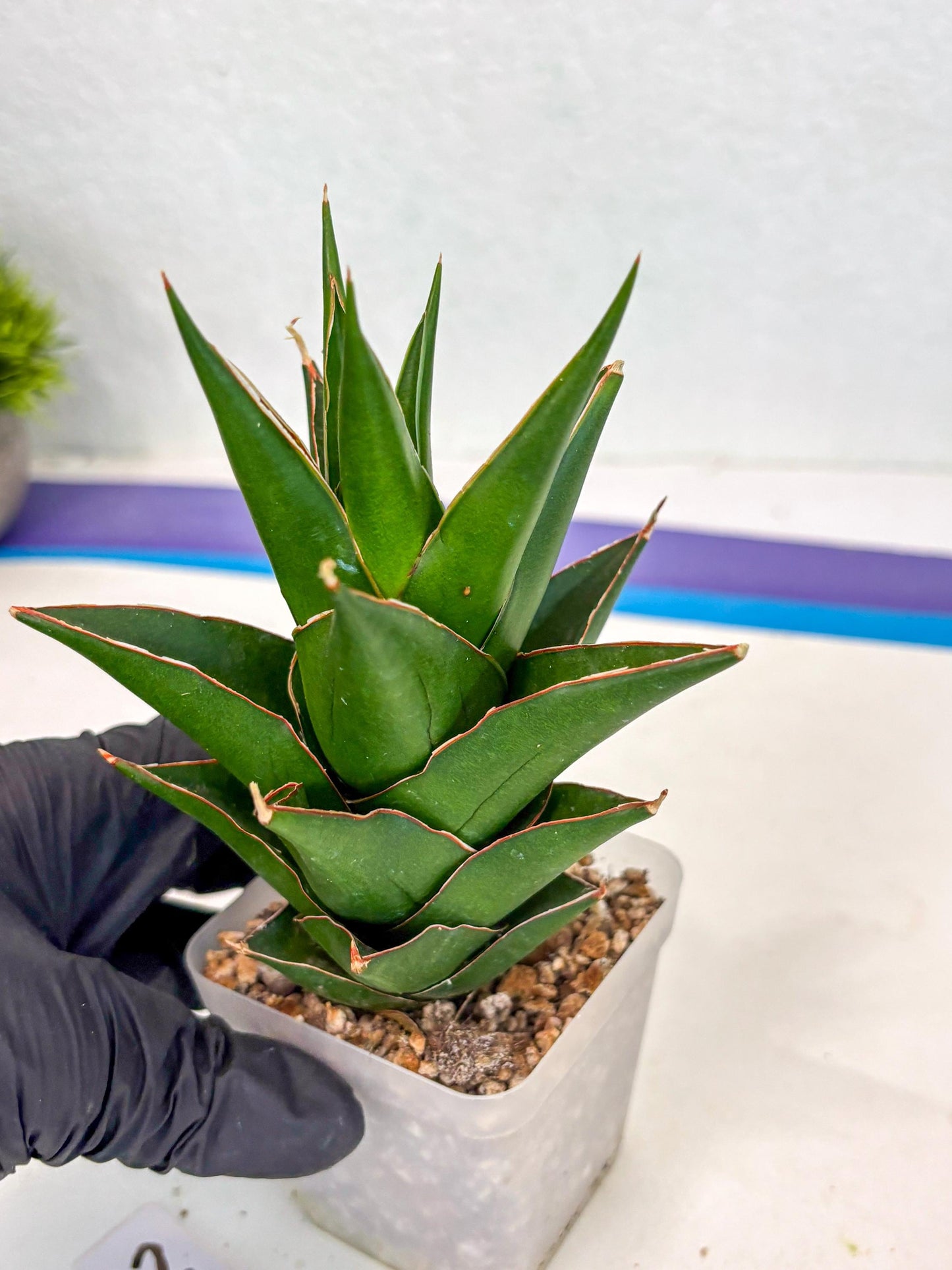 Sansevieria Tower Blue (ca2) (12) | Rare Plant