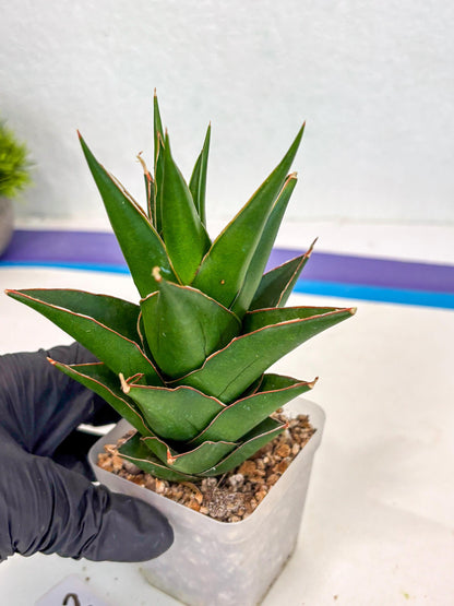 Sansevieria Tower Blue (ca2) (12) | Rare Plant