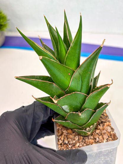 Sansevieria Tower Blue (ca2) (12) | Rare Plant