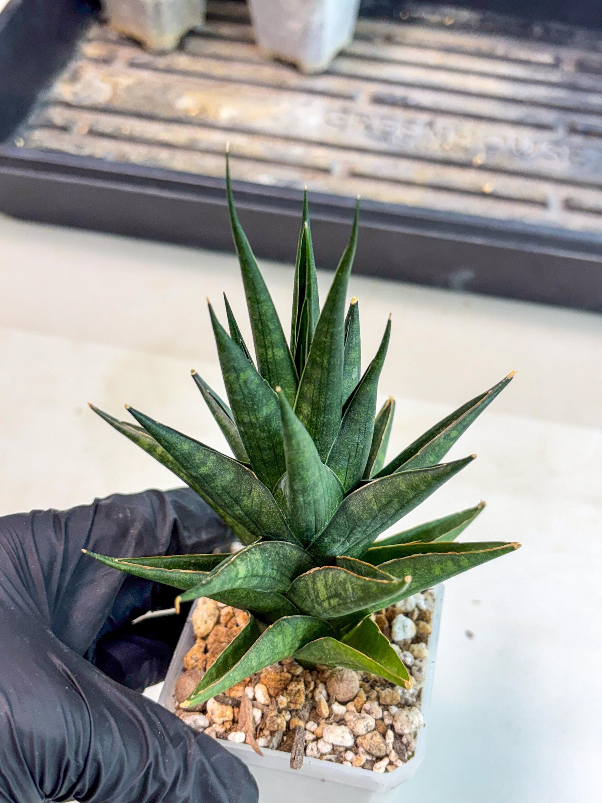 Sansevieria Boi Boi (ca3) (2) | Rare Import