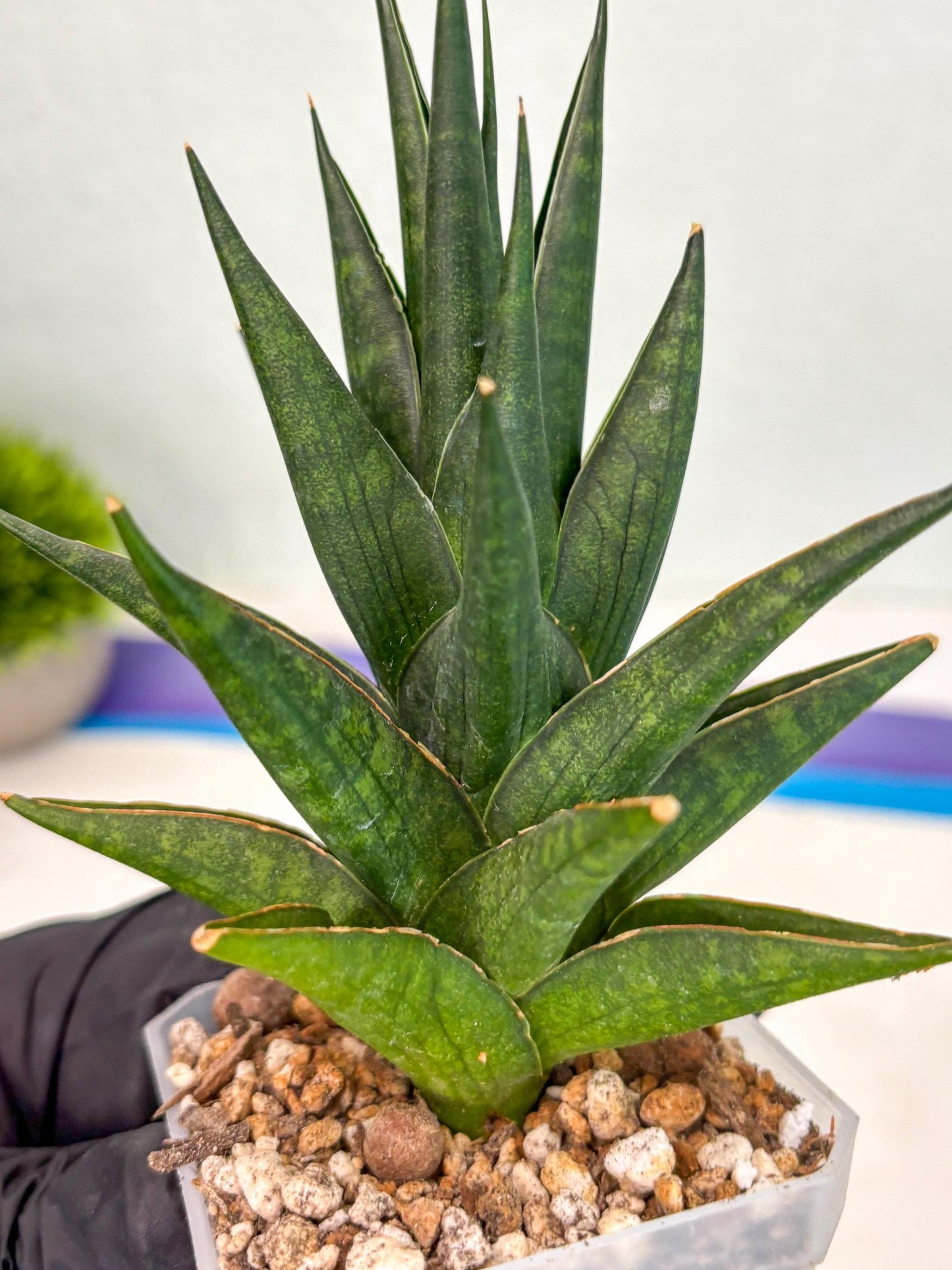 Sansevieria Boi Boi (ca3) (2) | Rare Import