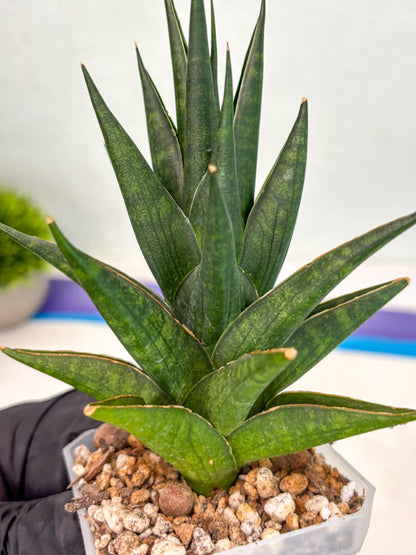 Sansevieria Boi Boi (ca3) (2) | Rare Import