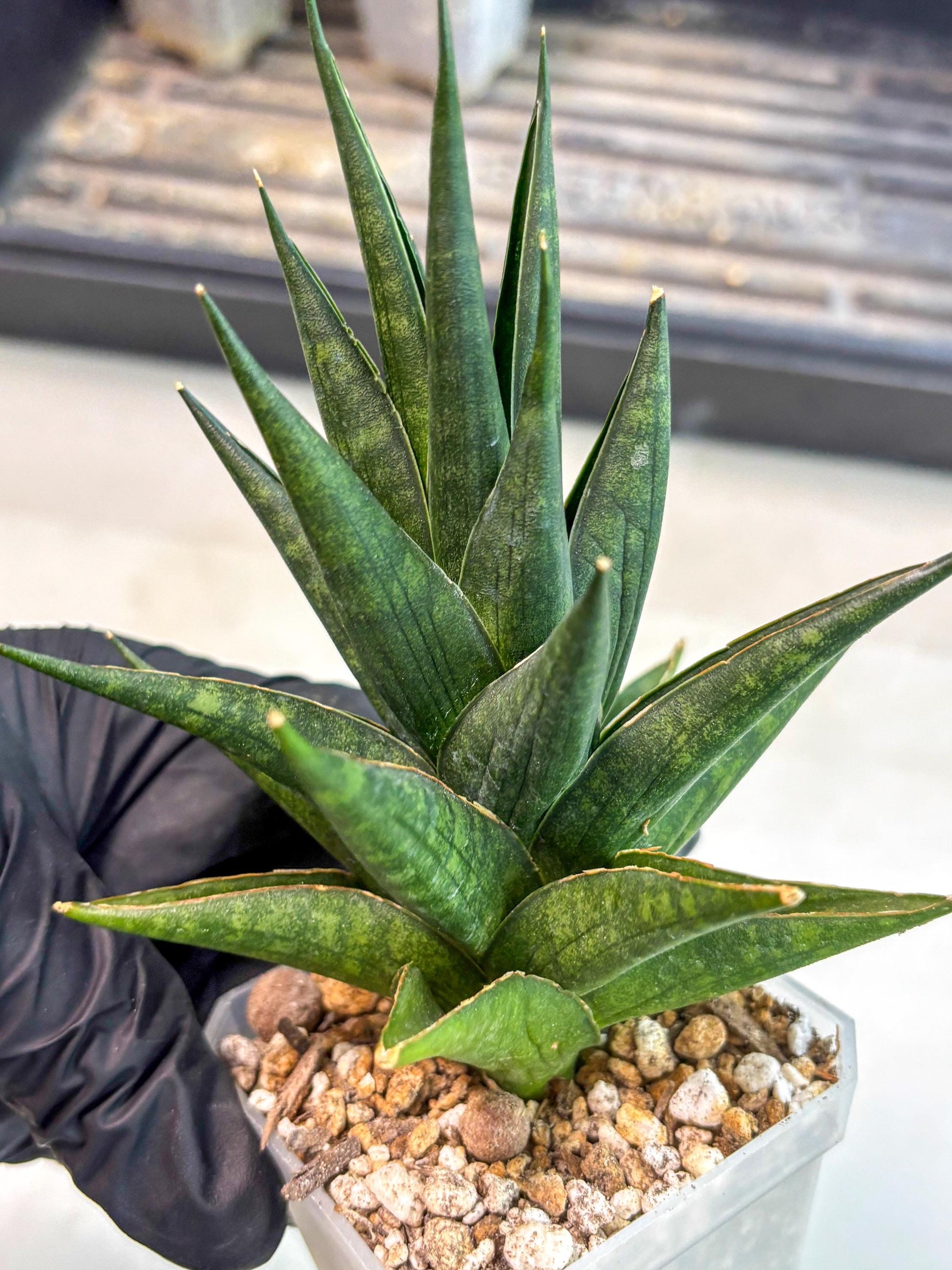 Sansevieria Boi Boi (ca3) (2) | Rare Import
