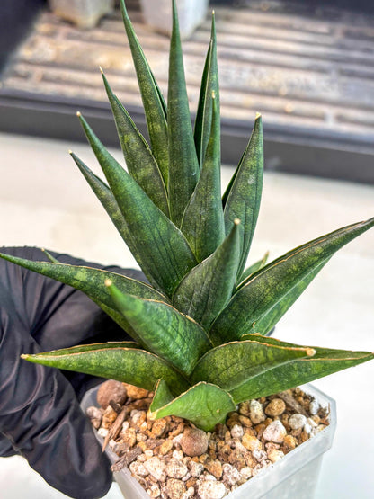 Sansevieria Boi Boi (ca3) (2) | Rare Import