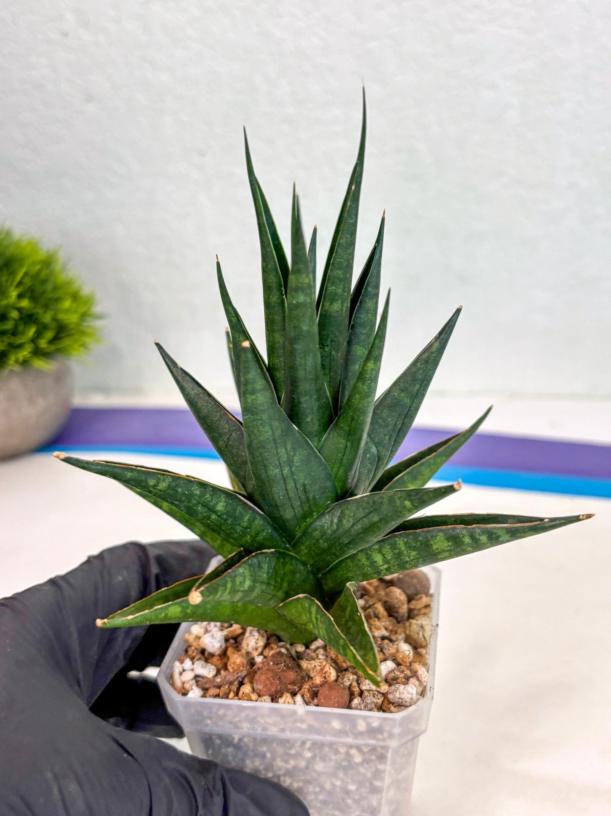 Sansevieria Boi Boi (ca3) (2) | Rare Import