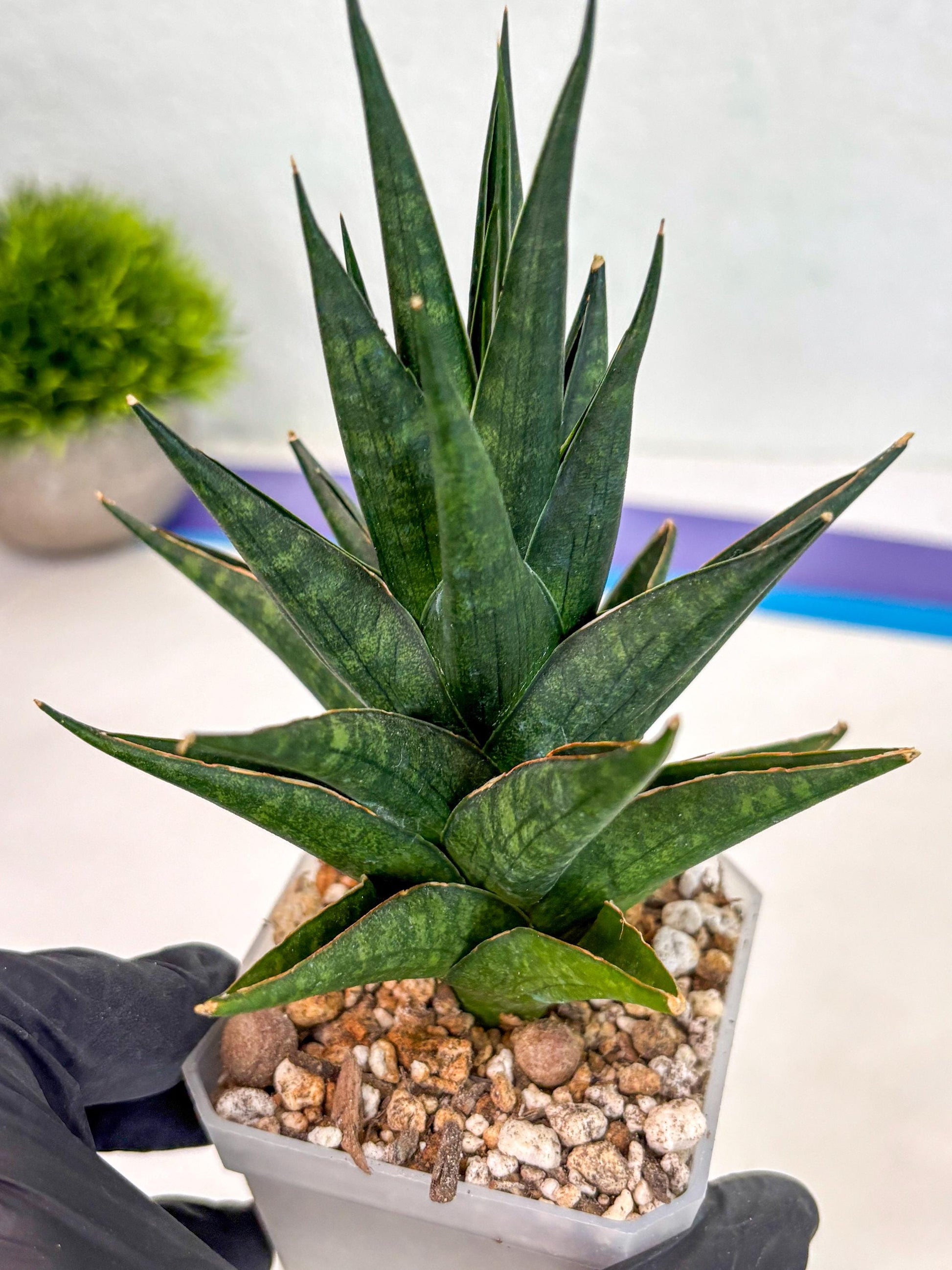 Sansevieria Boi Boi (ca3) (2) | Rare Import
