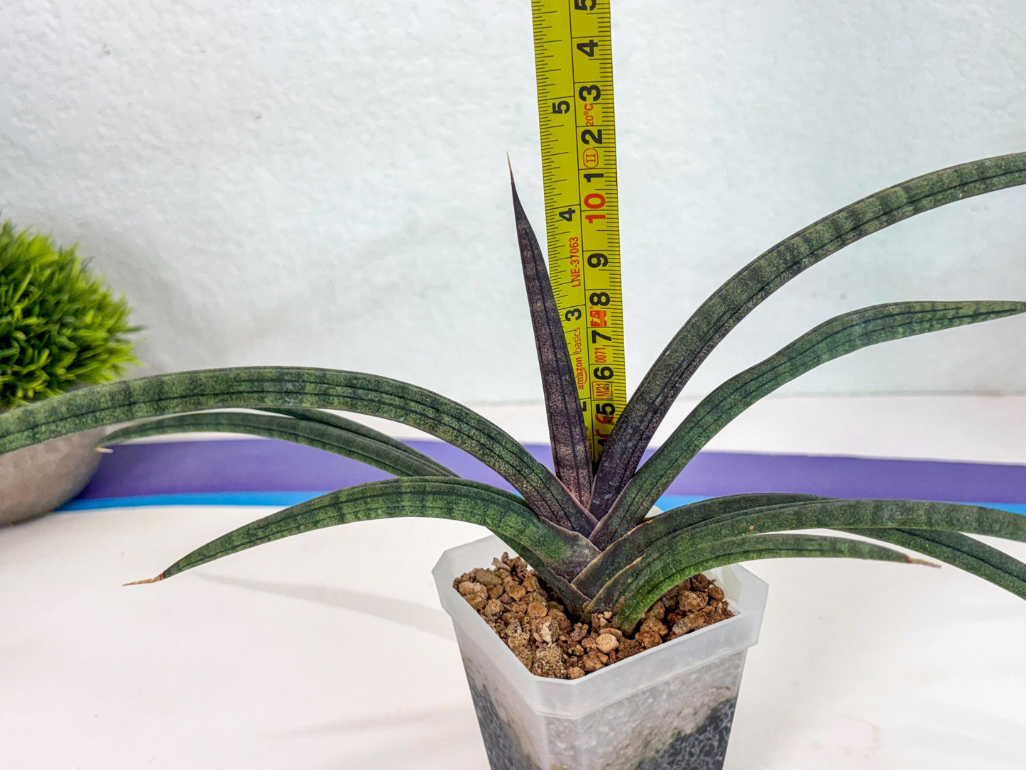 Sansevieria Terung Muda (ca3) (6) | Rare Import