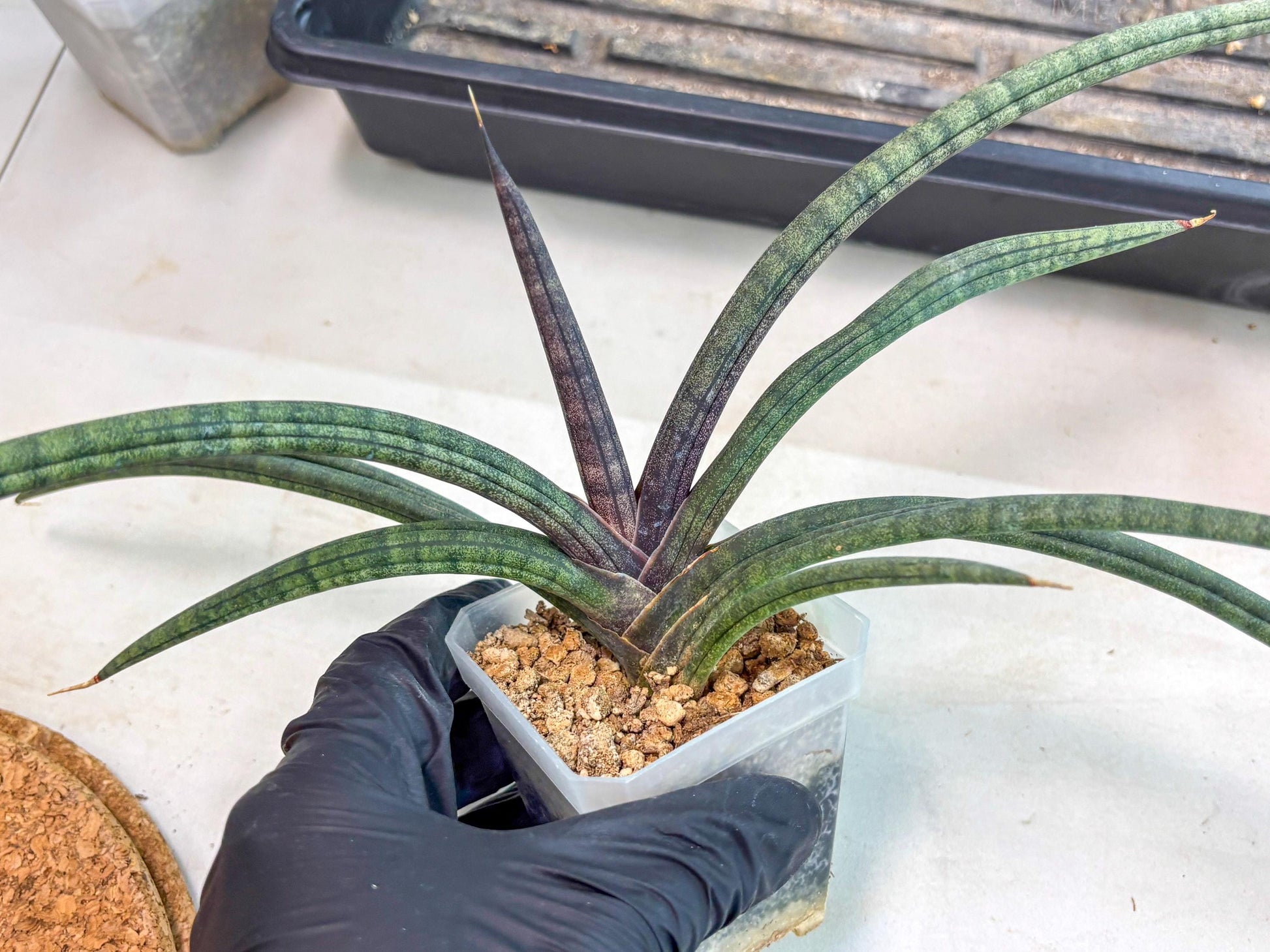 Sansevieria Terung Muda (ca3) (6) | Rare Import