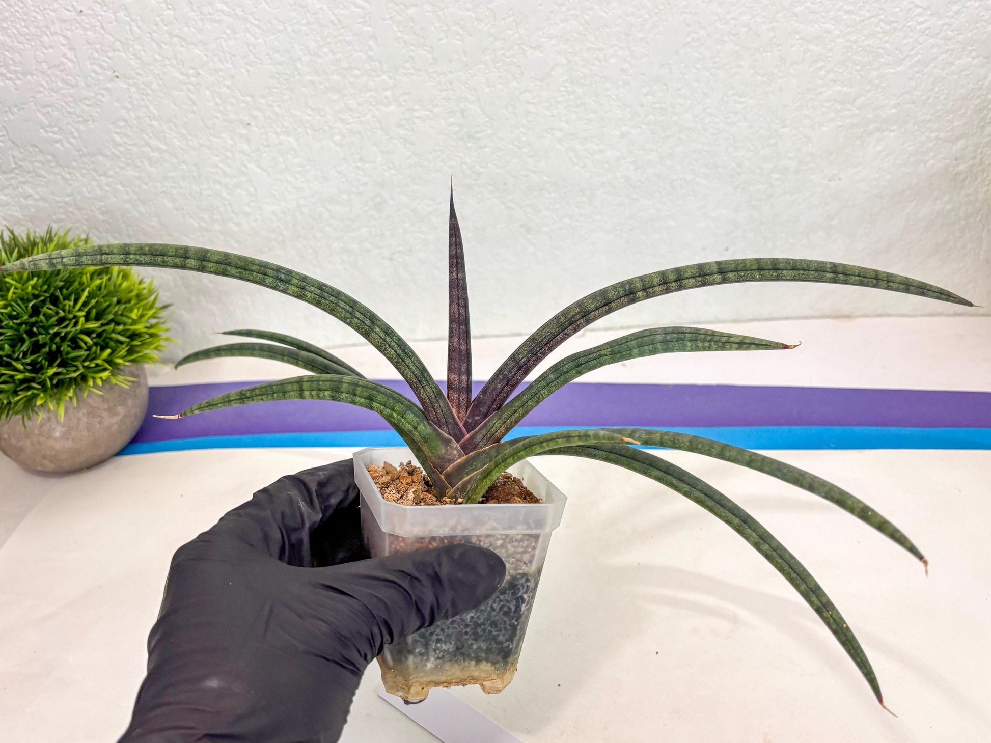 Sansevieria Terung Muda (ca3) (6) | Rare Import
