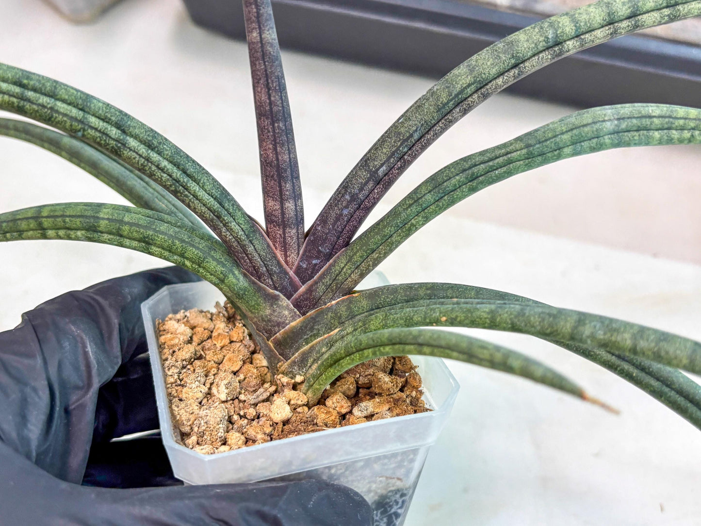 Sansevieria Terung Muda (ca3) (6) | Rare Import