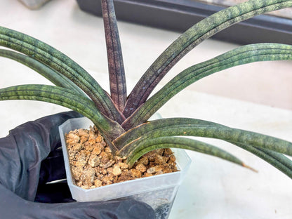 Sansevieria Terung Muda (ca3) (6) | Rare Import
