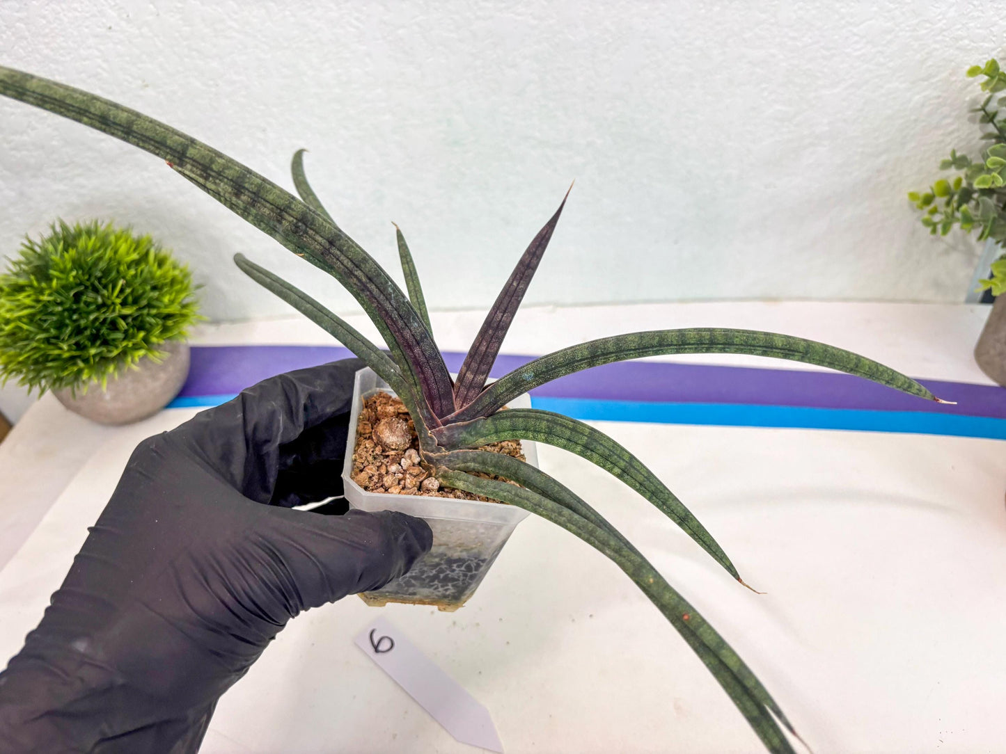 Sansevieria Terung Muda (ca3) (6) | Rare Import