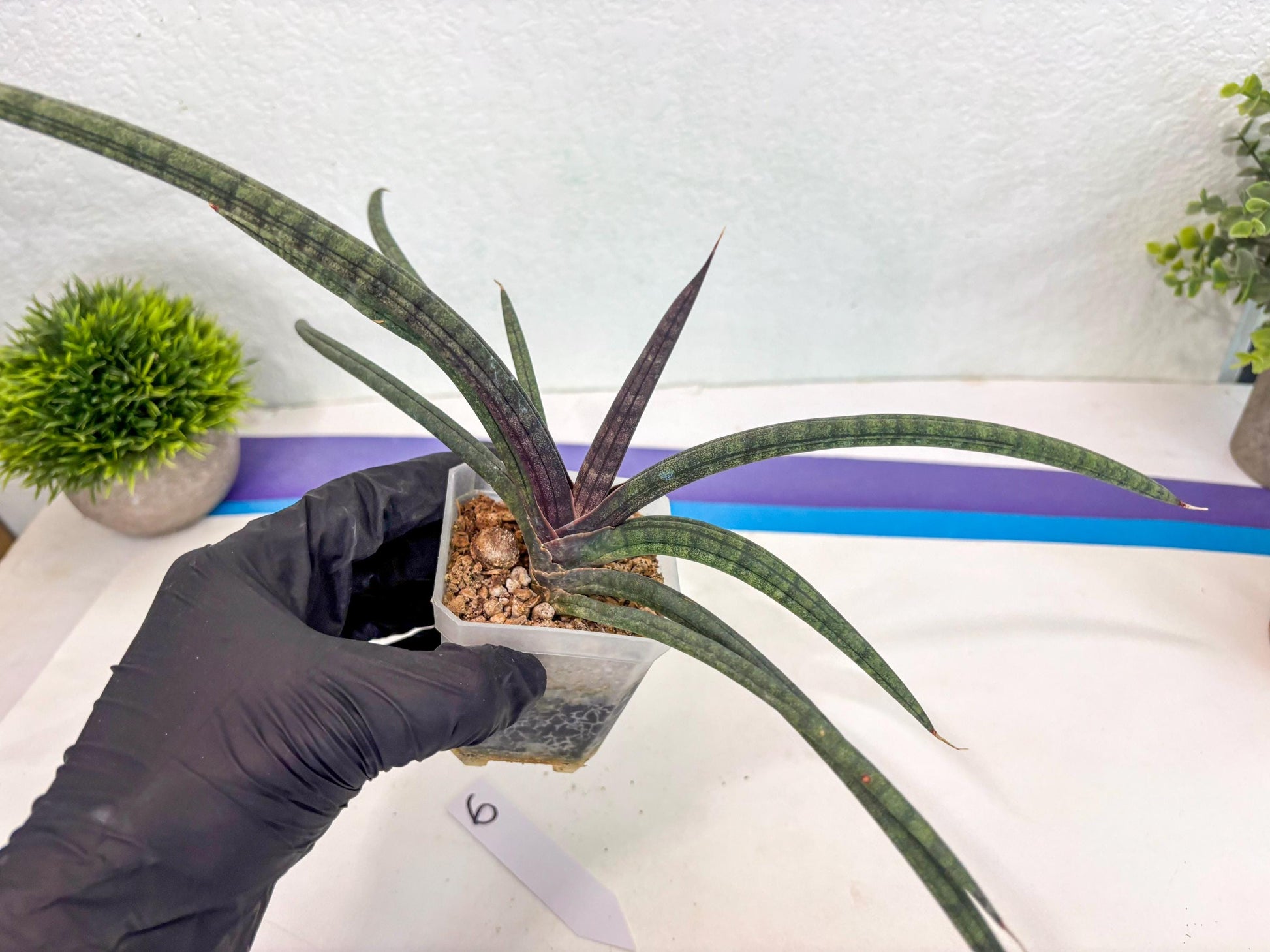 Sansevieria Terung Muda (ca3) (6) | Rare Import