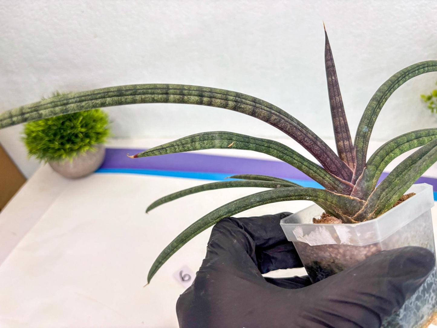 Sansevieria Terung Muda (ca3) (6) | Rare Import