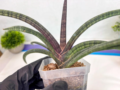 Sansevieria Terung Muda (ca3) (6) | Rare Import