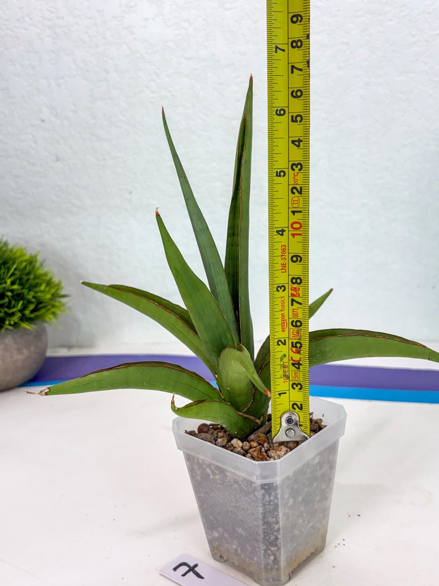 Sansevieria Bai Bid (ca3) (7) | Rare Snake Plant