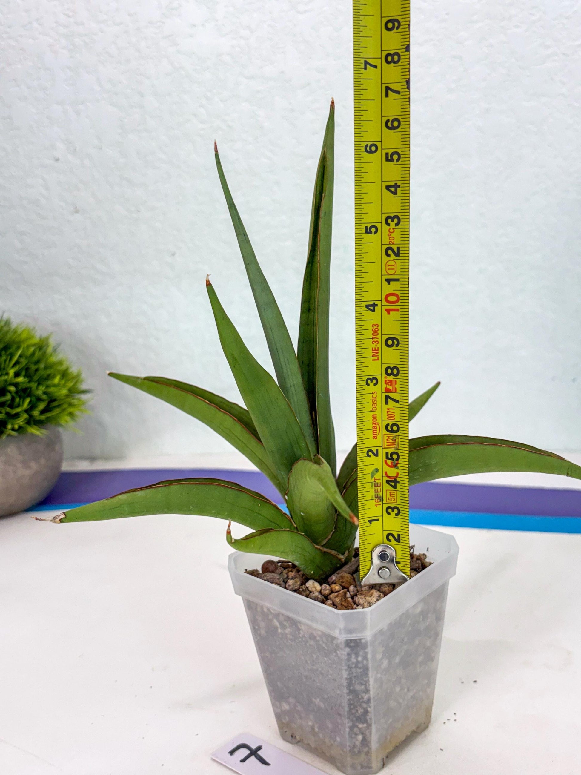 Sansevieria Bai Bid (ca3) (7) | Rare Snake Plant