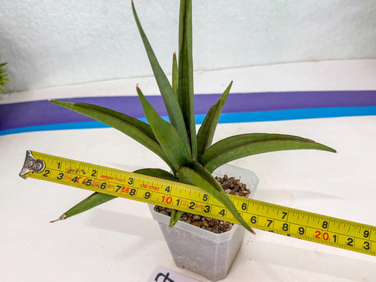 Sansevieria Bai Bid (ca3) (7) | Rare Snake Plant