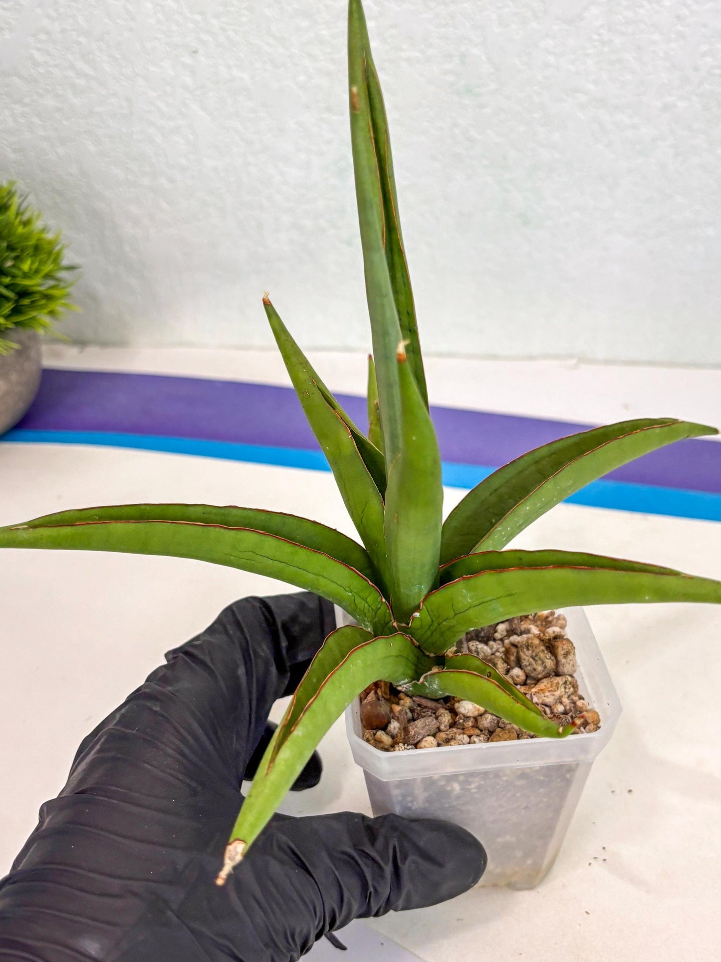 Sansevieria Bai Bid (ca3) (7) | Rare Snake Plant