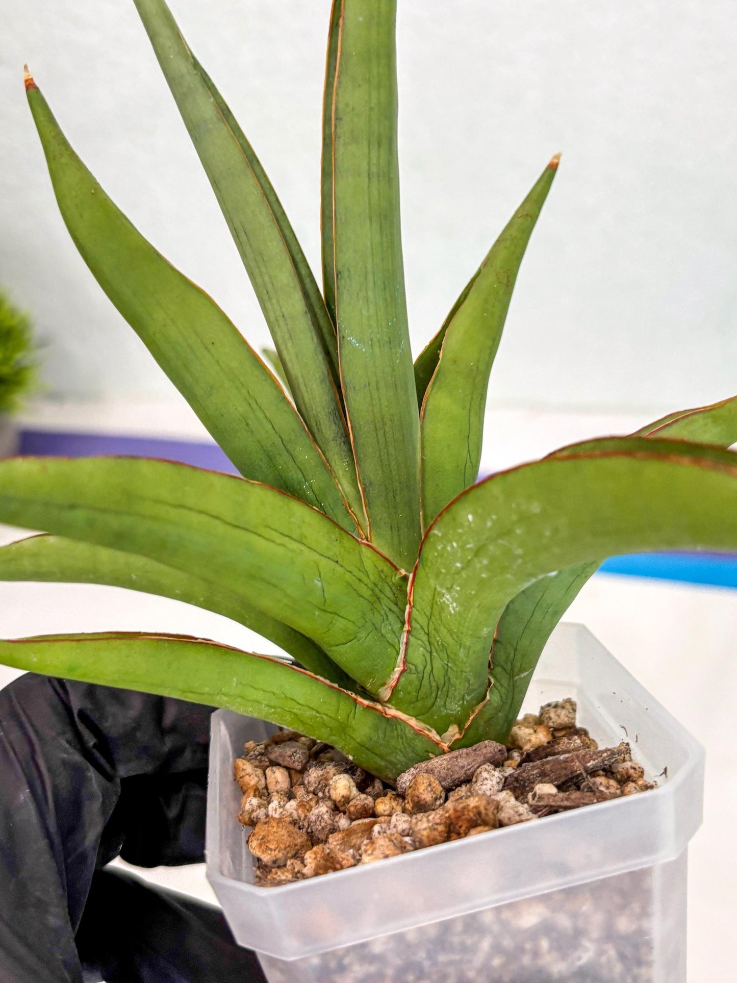 Sansevieria Bai Bid (ca3) (7) | Rare Snake Plant